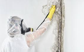 Best Real Estate Mold Inspection in Hopatcong, NJ